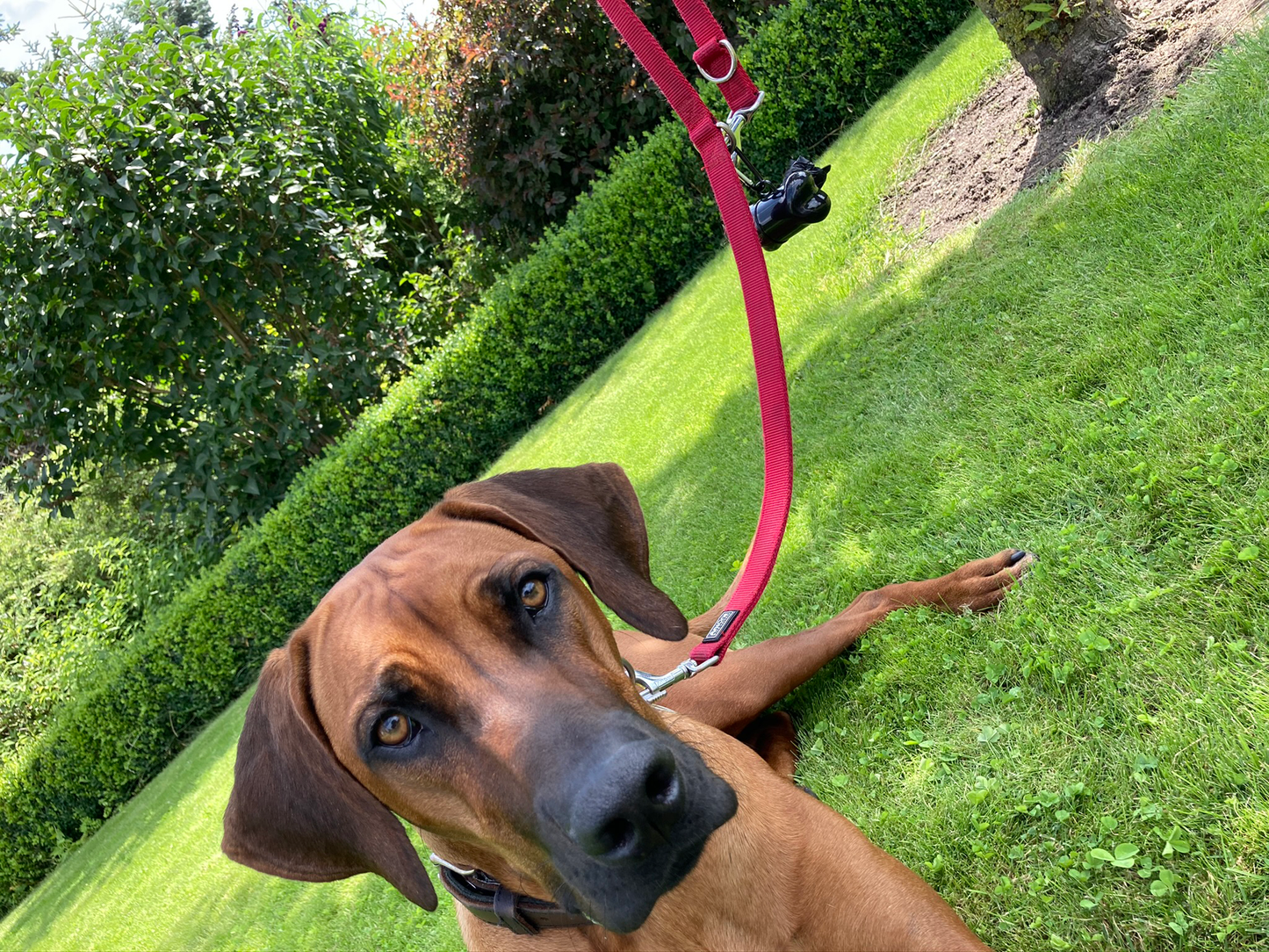 300 Hundekotbeutel mit Spender & Metallclip – Reißfest & blickdicht