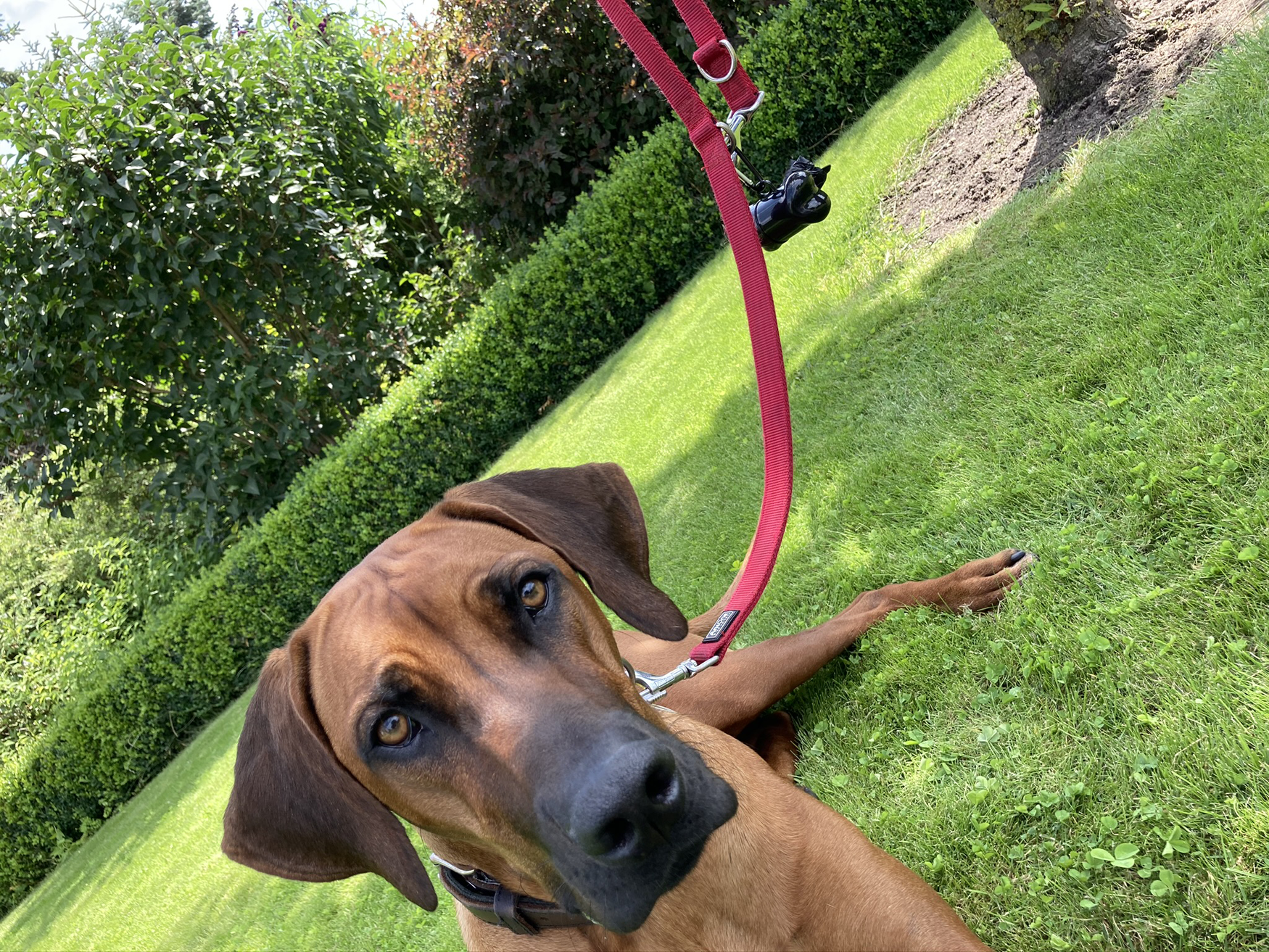 300 Hundekotbeutel mit Spender & Metallclip – Reißfest & blickdicht