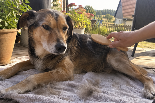 Hund liegt auf einem Handtuch auf der Terrasse und wird mit einer Holzbürste gebürstet (KI-generiertes Bild)