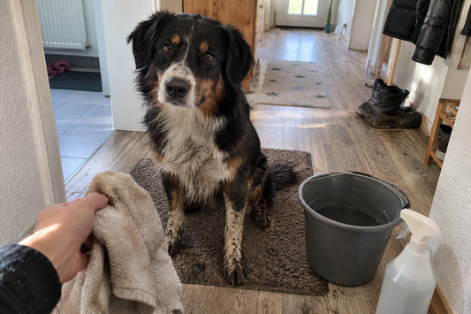Hund mit schmutzigen Pfoten auf der Fußmatte im Flur, Hand mit Handtuch, Eimer und Sprühflasche (KI-generiertes Bild)