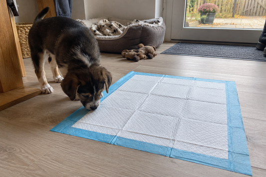 Welpe schnüffelt an einer Welpenunterlage auf dem Laminatboden (KI-generiertes Bild)
