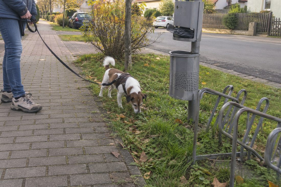 Hundetoilette mit Beutelspender und Abfallbehälter am Gehweg, Hund schnüffelt im Gras (KI-generiertes Bild)