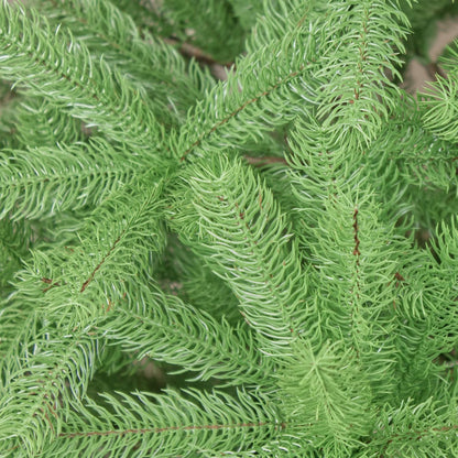 DekoLand Douglasie 210 cm – PE-Spritzguss Weihnachtsbaum